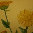 Arnika – Arnica