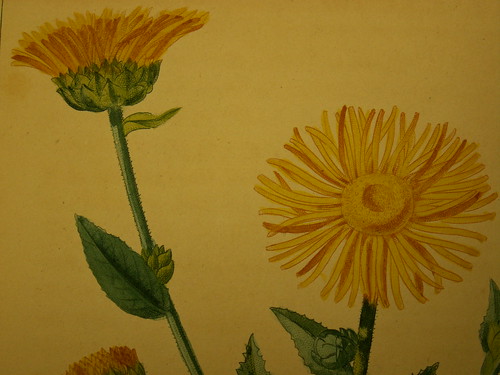 Arnika – Arnica