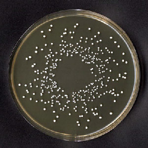 Bakterie mlekowe Lactobacillus