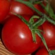 Celuloza dietetyczna