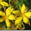 St John`s Wort- właświwa pigułka na depresję