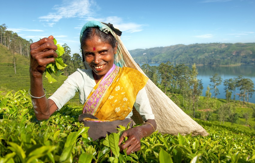 Aromat prosto ze Sri Lanki
