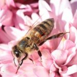 Alergia – irracjonalna walka organizmu