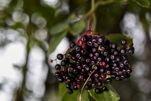 Czarny bez – naturalny sposób na zdrowie Zdrowie, LIFESTYLE - Wiosna i lato to najlepszy okres, żeby zadbać o zdrowie swoje i swojej rodziny i nabrać odporności przed jesienią i zimą. Jednym ze sposobów przygotowania się do sezonu przeziębieniowego jest… praca w kuchni.