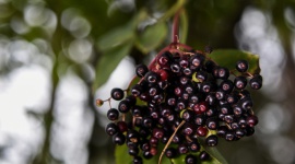 Czarny bez – naturalny sposób na zdrowie